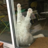 Finty's cat Ronnie
