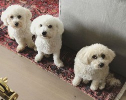 Grant Gustin's pets- Jett, Rookie & Nora