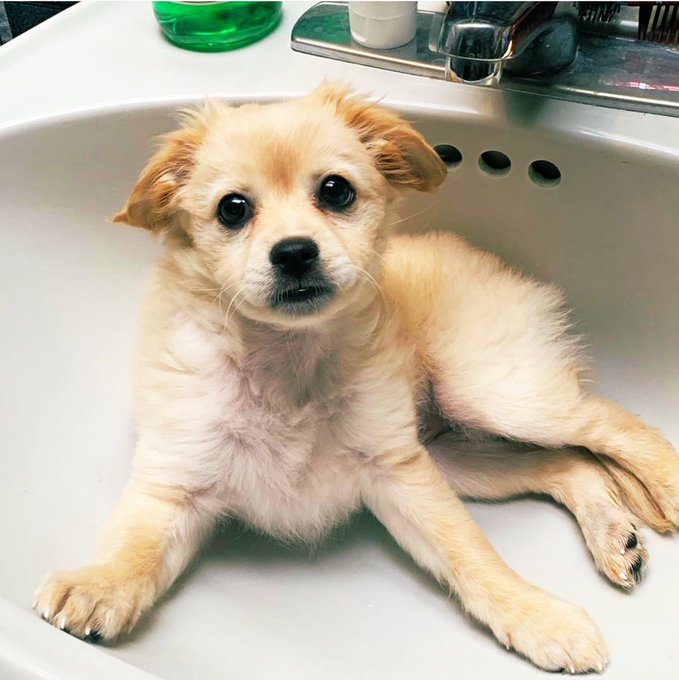 Isidora Goreshter's pet Lapka
