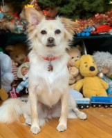 Isidora Goreshter's pet Lapka