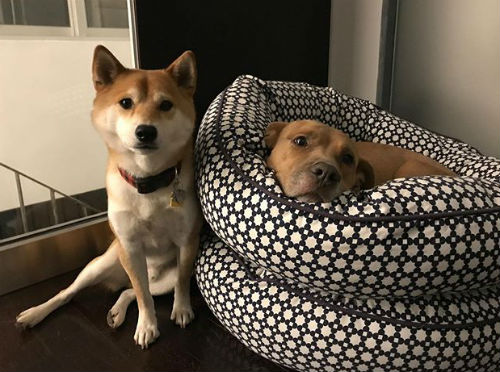 Rachel's pets Winston & Nikki