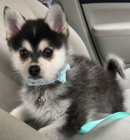 Taylor Alesia pet pomsky- dunkin